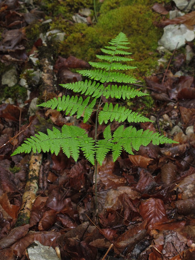 Gymnocarpium robertianum